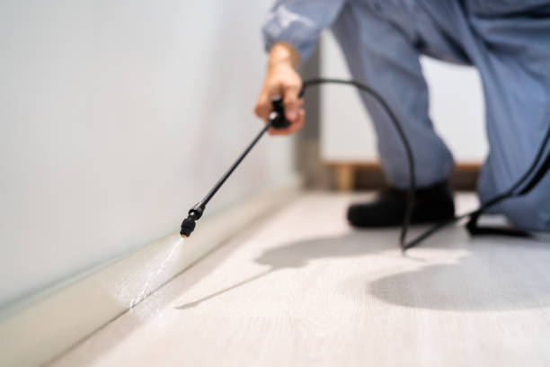 Licensed Wasp Removal service in Beloit, OH - Show Me Pest Control